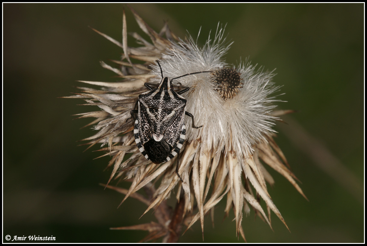 Heteroptera d''Israele - Pentatomidae: Codophila maculicollis